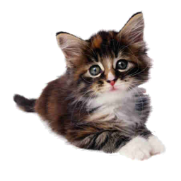 kitten2_render.png